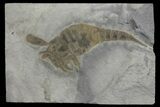 Eurypterus (Sea Scorpion) Fossil - New York #173027-1